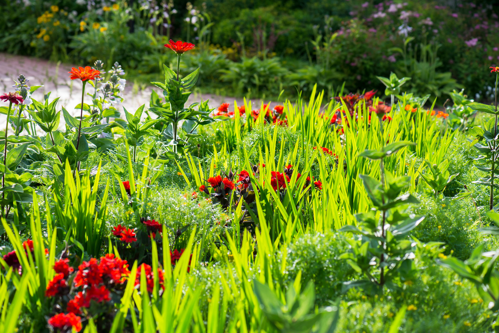 Цветники из однолетников
