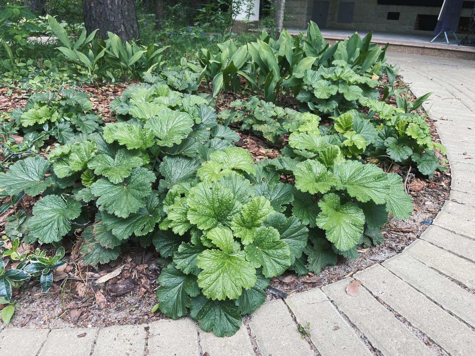 Тенистый сад