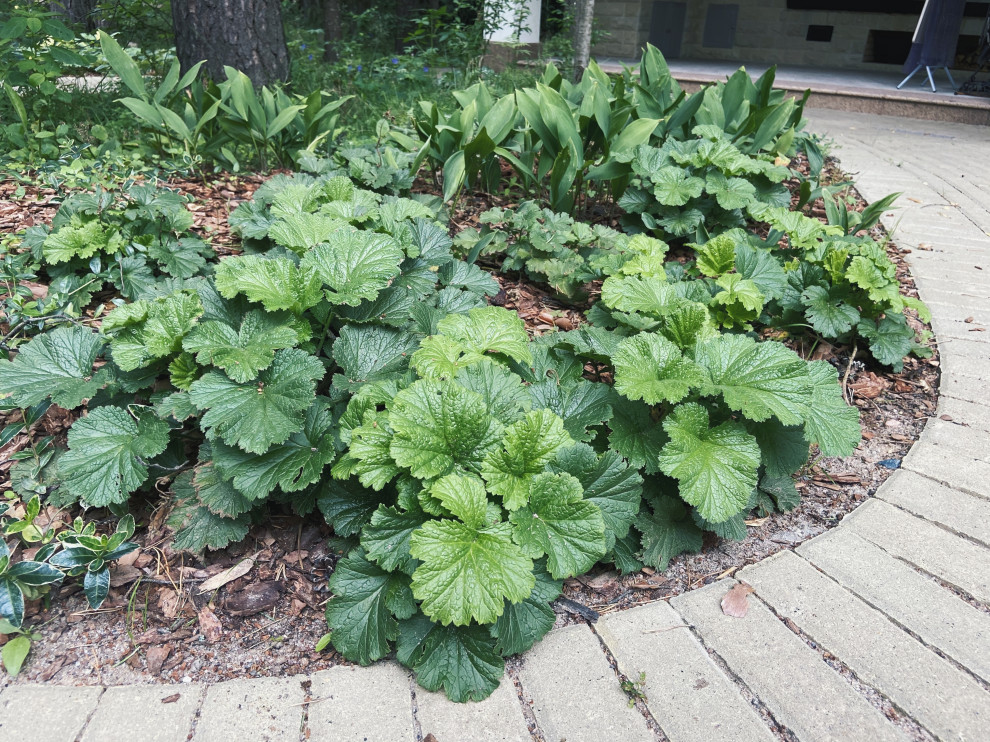 Тенистый сад