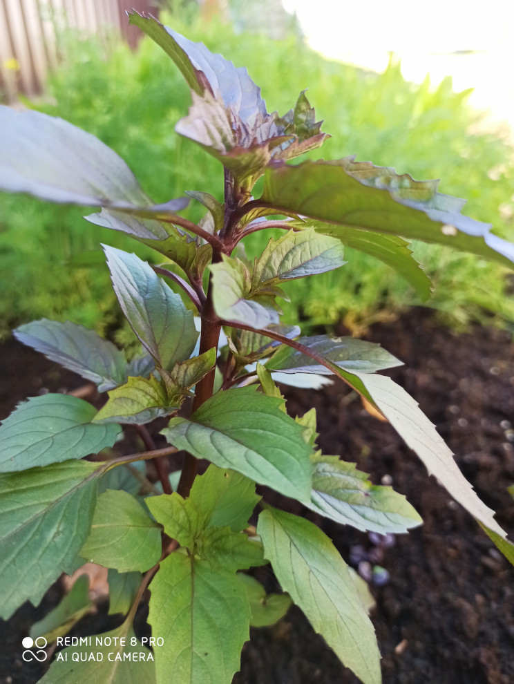 Ландшафт сада в 6 соток.