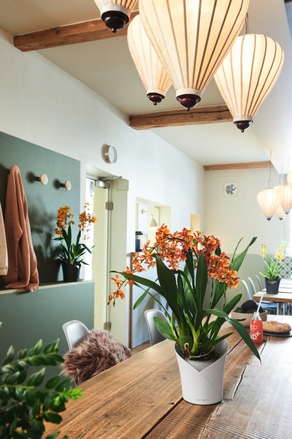 Вашим орхидеям это понравится