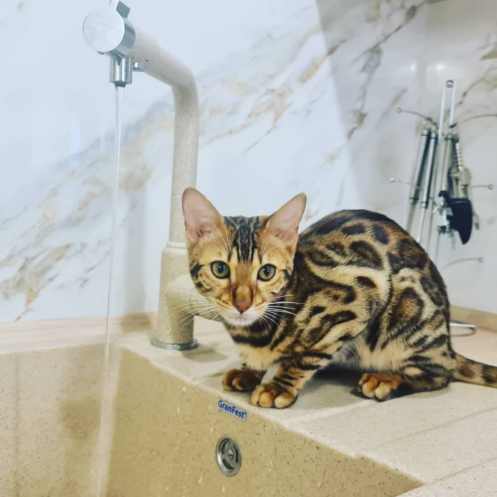 Уютная угловая кухня с фасадами под дерево и серыми матовыми фасадами