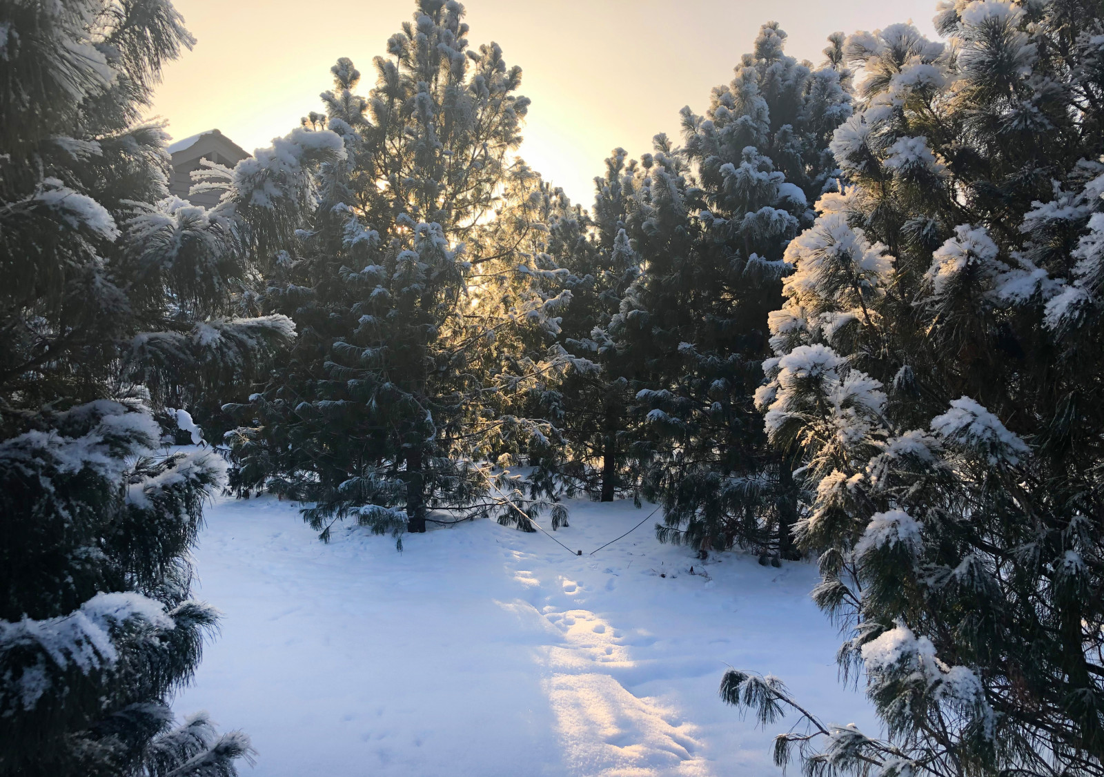 Сад Кроличья нора. Зима