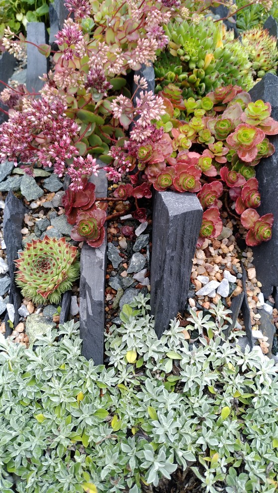 Альпинарии