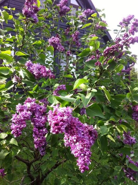 В гостях: Сад на выходные для родителей