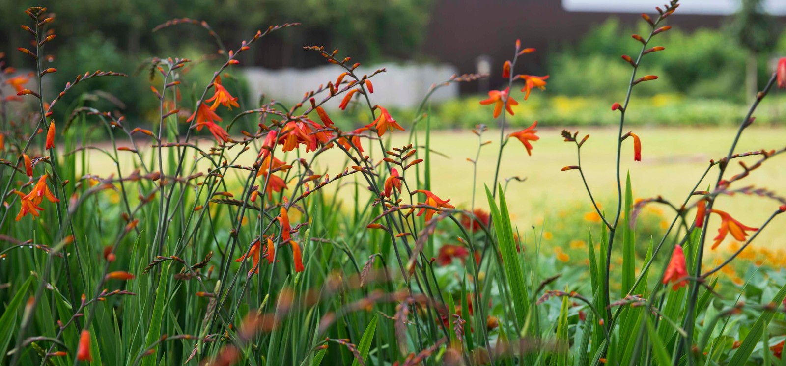 Цветники из однолетников