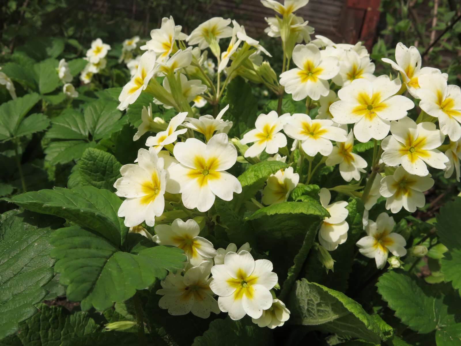 ТЕПЛЫШКО МОЕ. ВЕСНА.