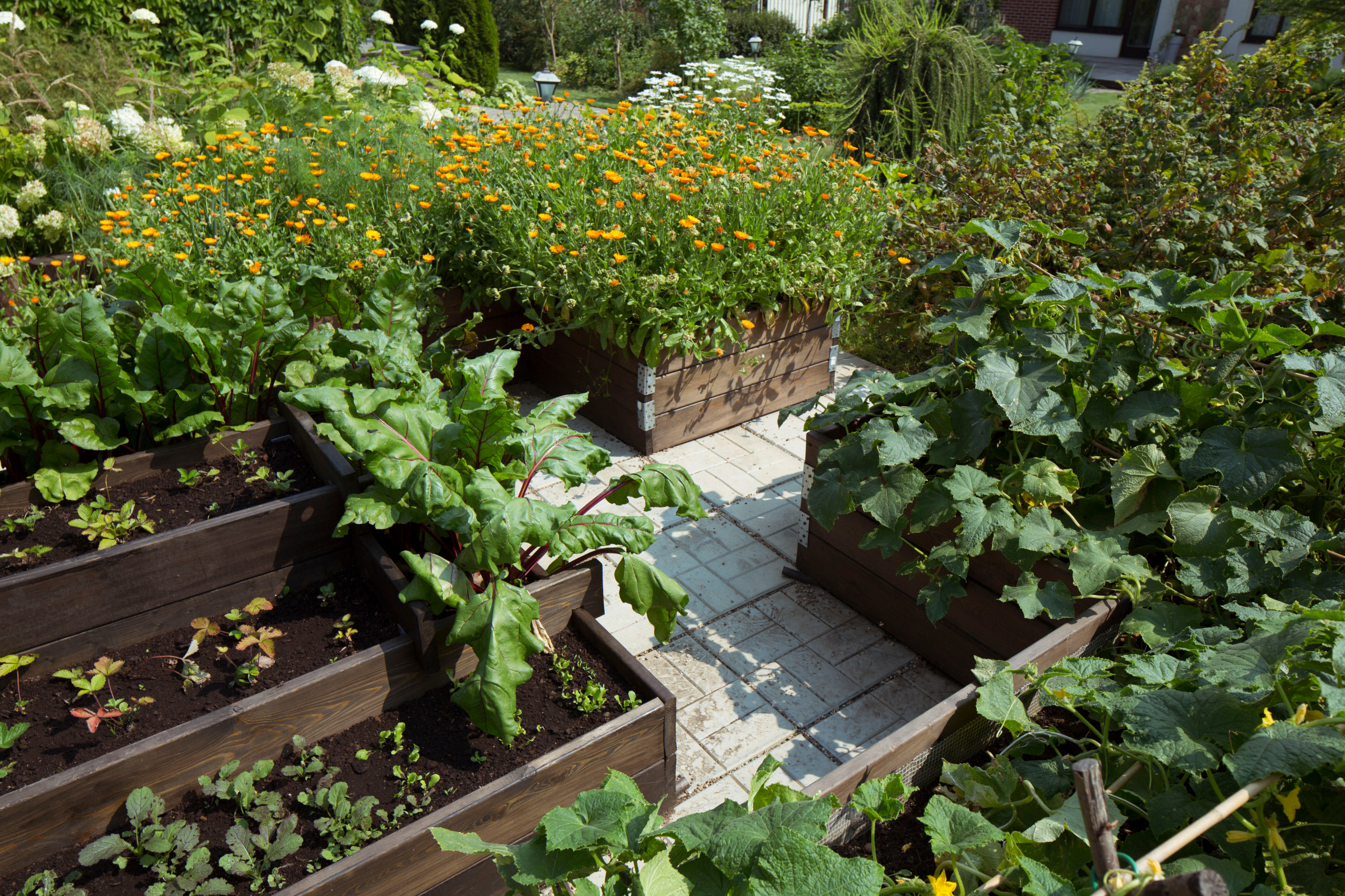 В гостях: Участок с фамильными дубами и баней в срубе