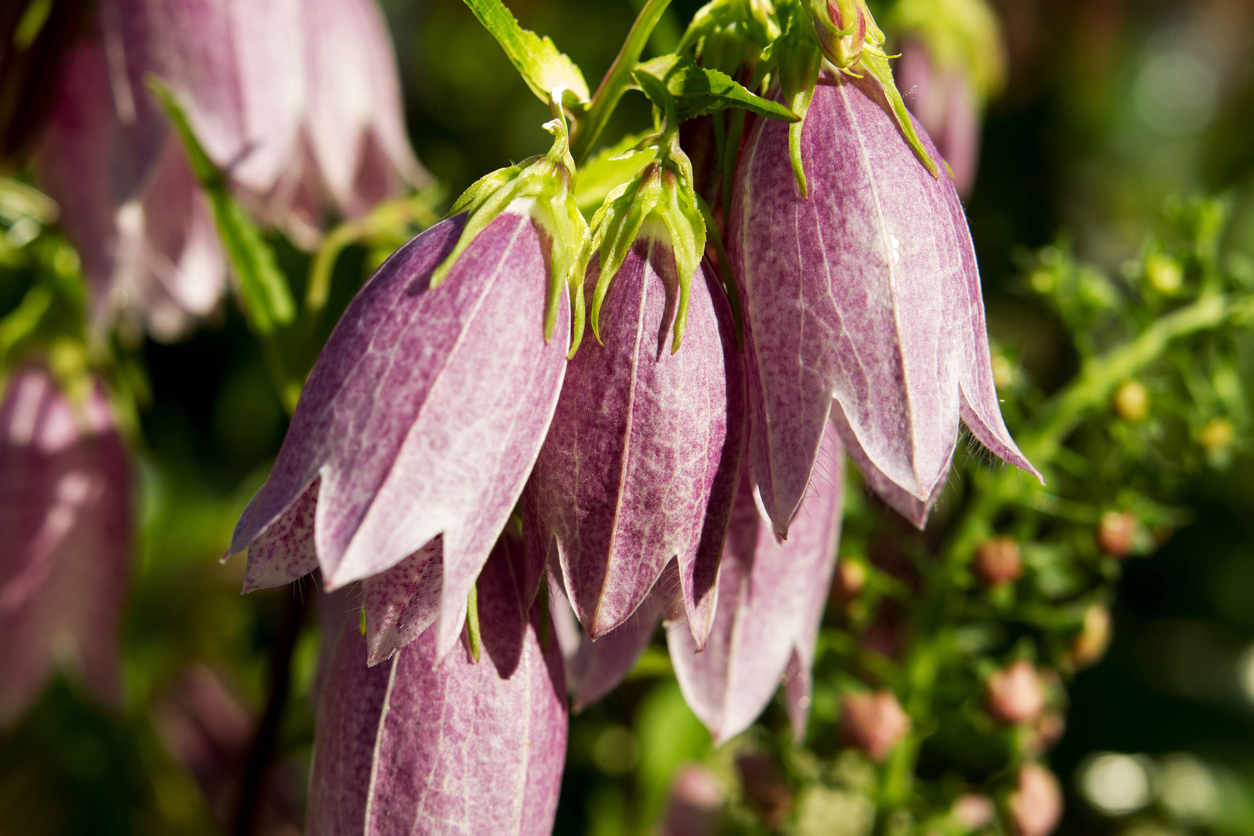 Проект недели: Французский сад на выставке в Москве
