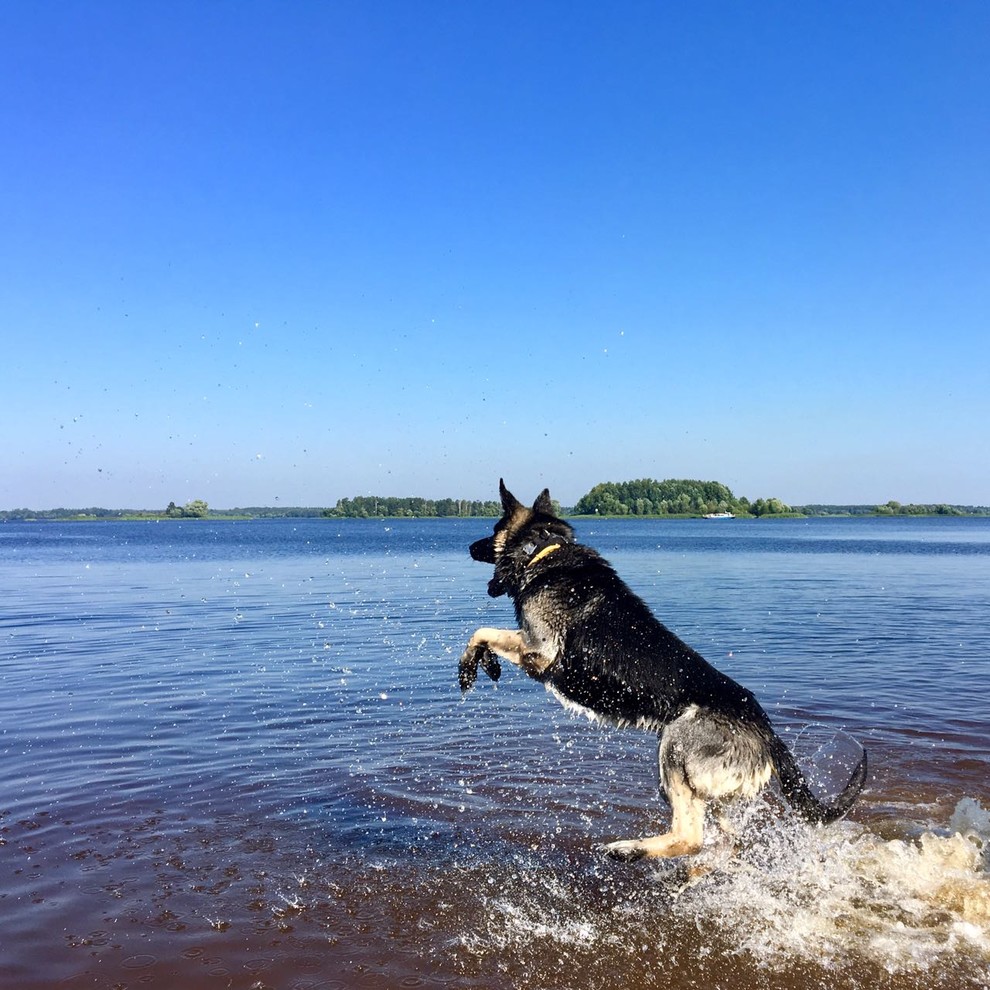 Собака и дача: Как не только выжить, но и отдохнуть