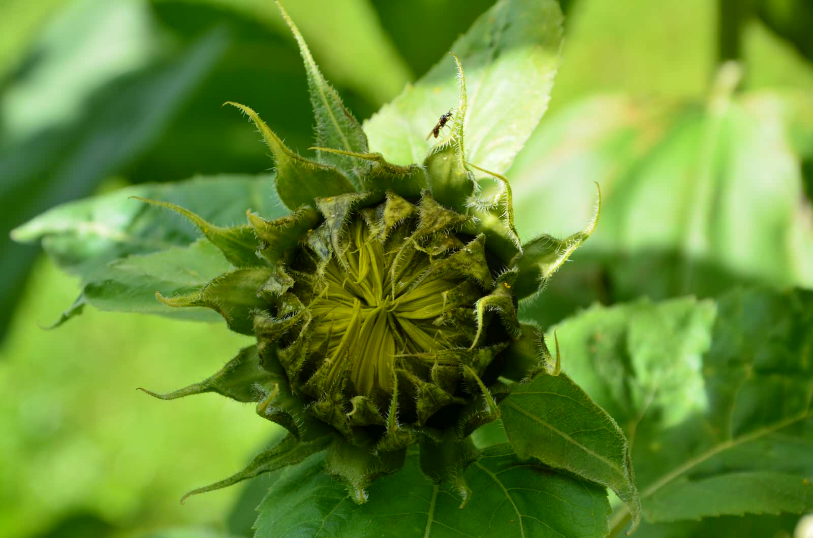 Садовый участок - лето