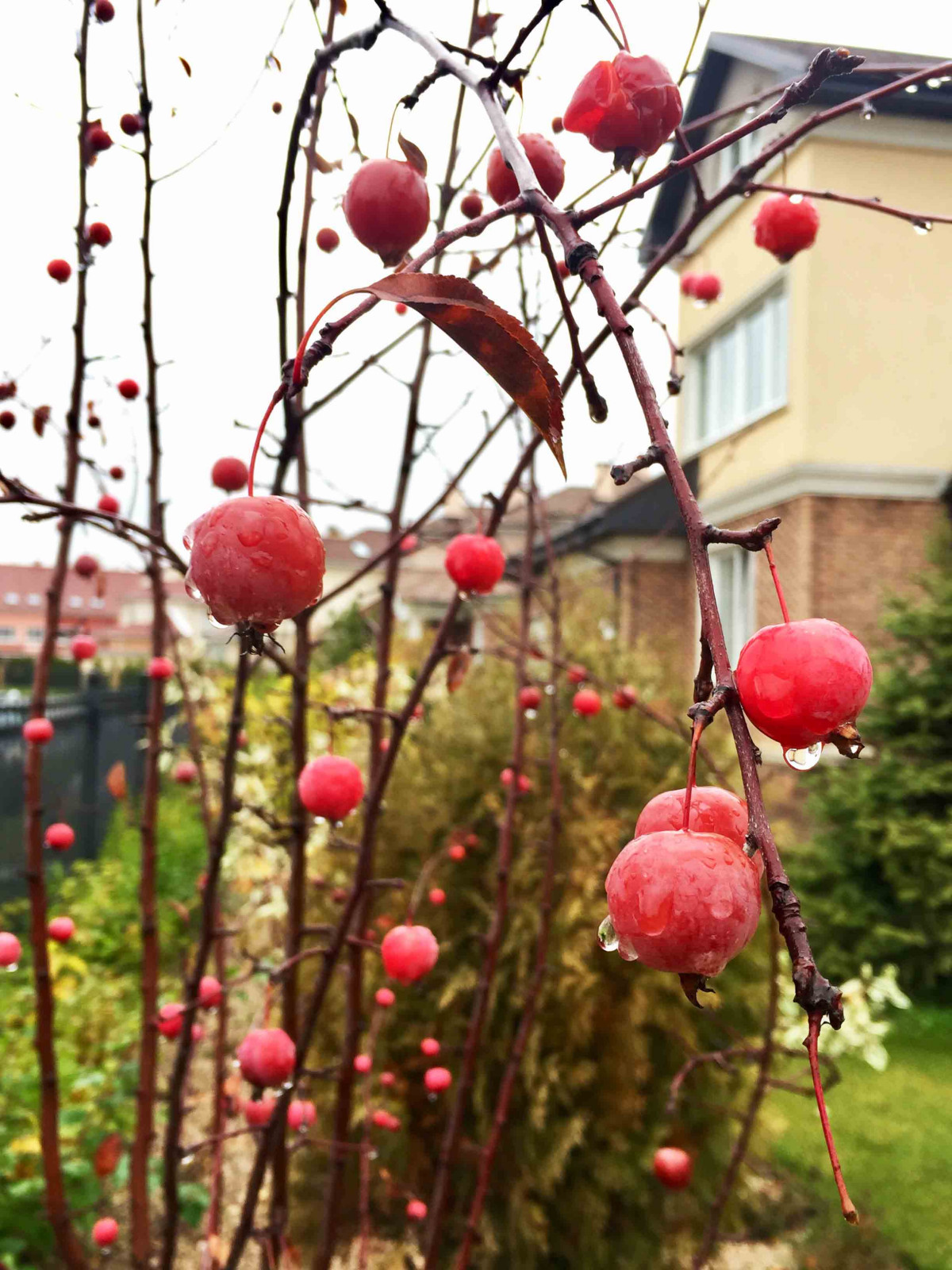 Участок в КП Гринвич