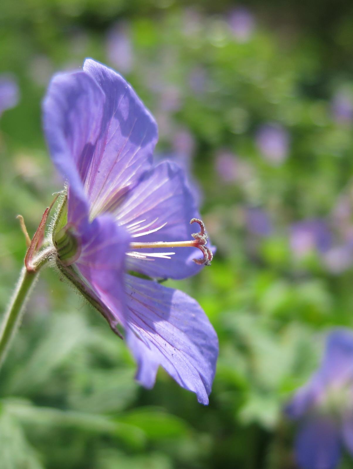 ТЕПЛЫШКО МОЕ. ВЕСНА.