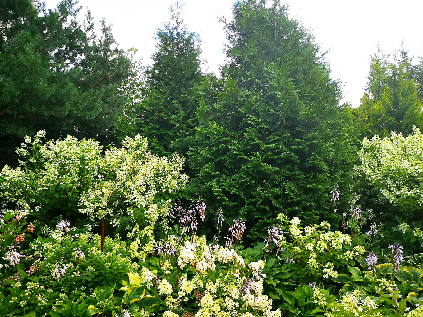 Ландшафтный дизайн участка с САДОМ ГОРТЕНЗИЙ