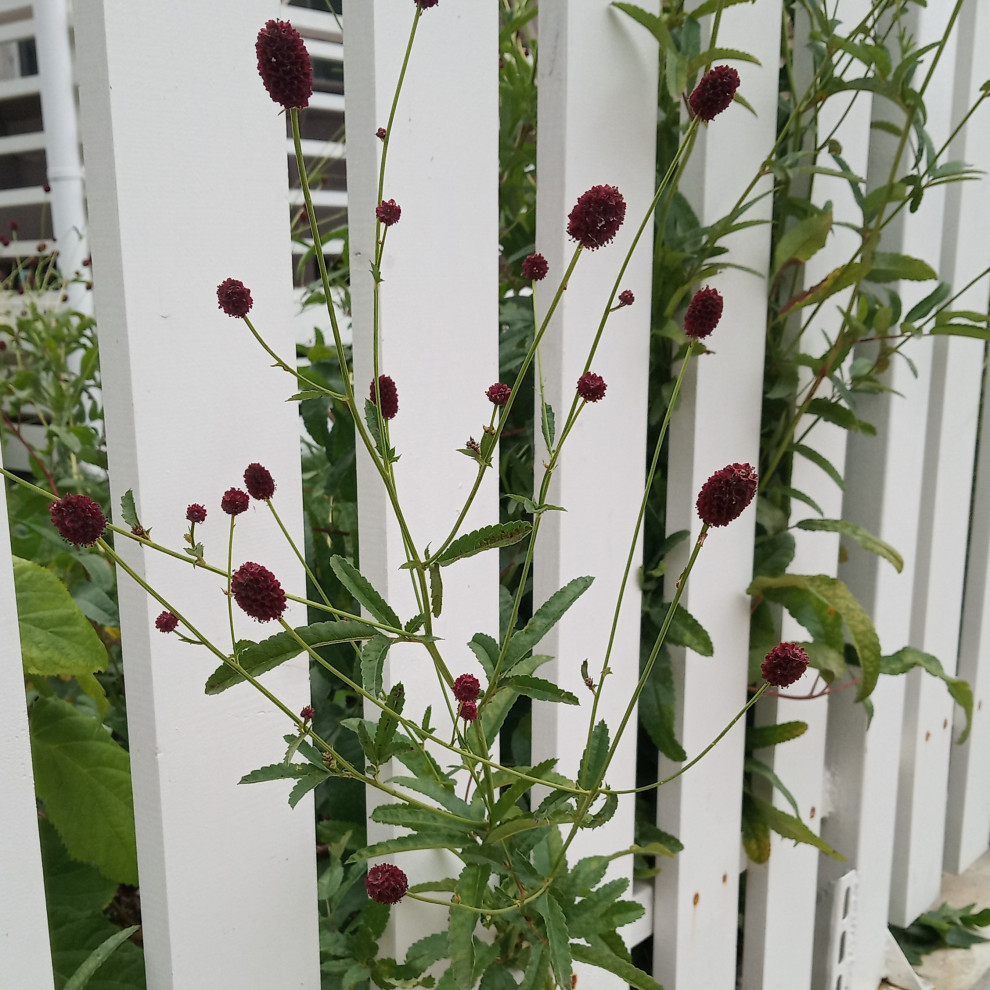 Английский садик