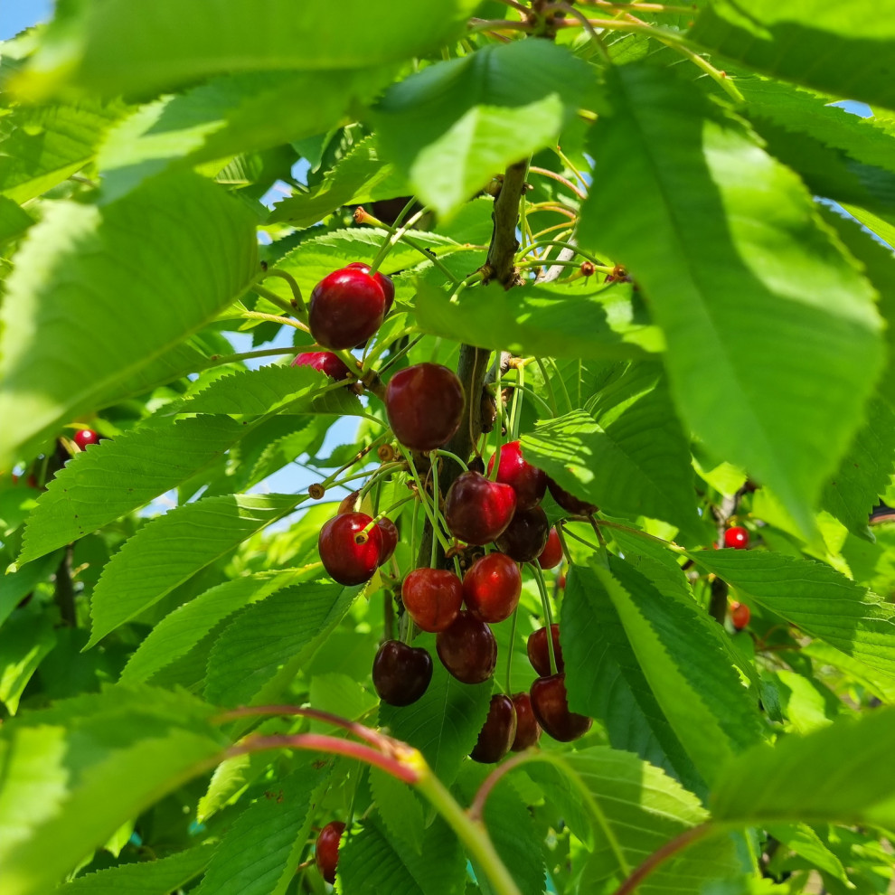 Кожино 2021/зима