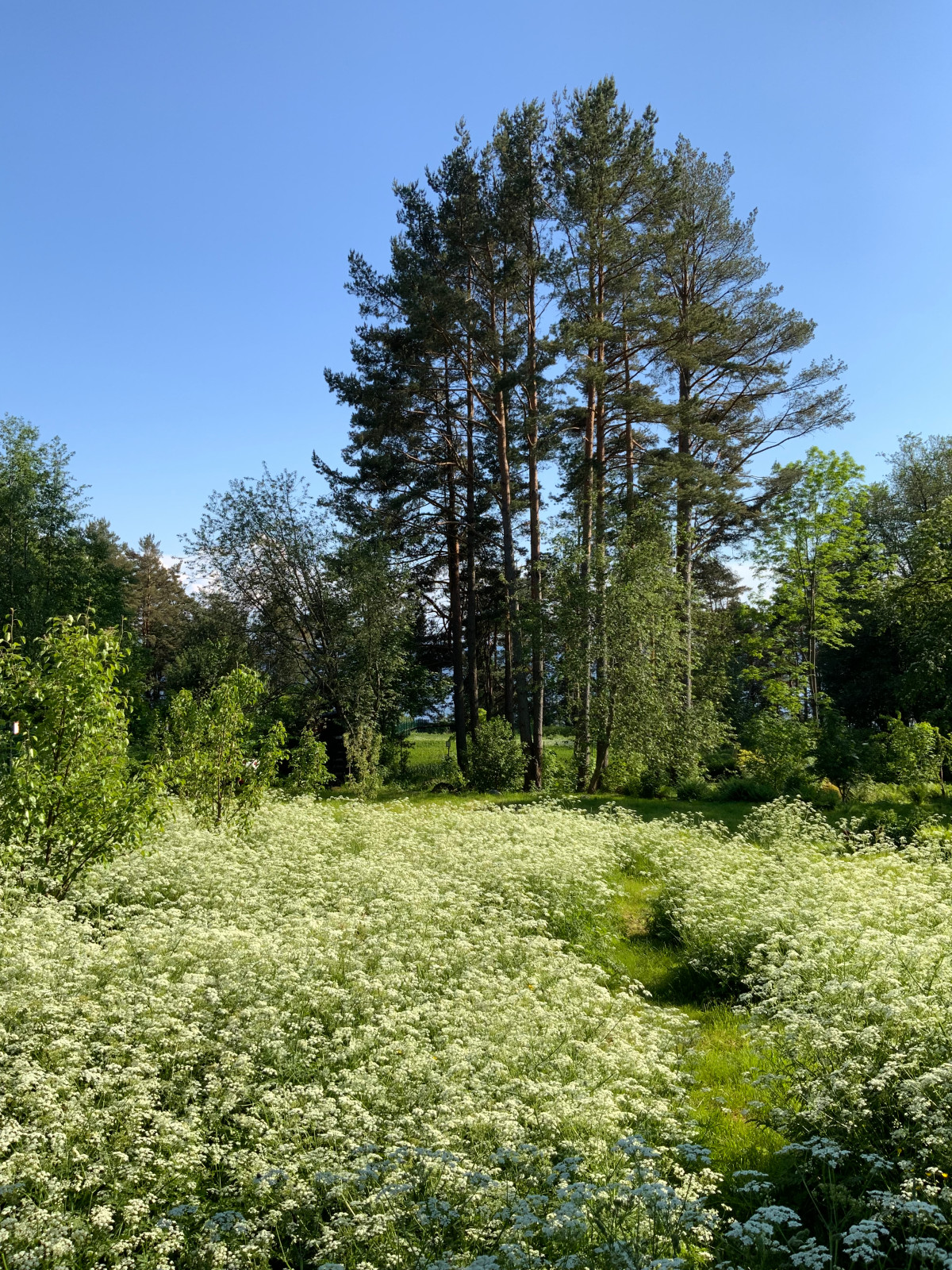Сад натуралистического стиля
