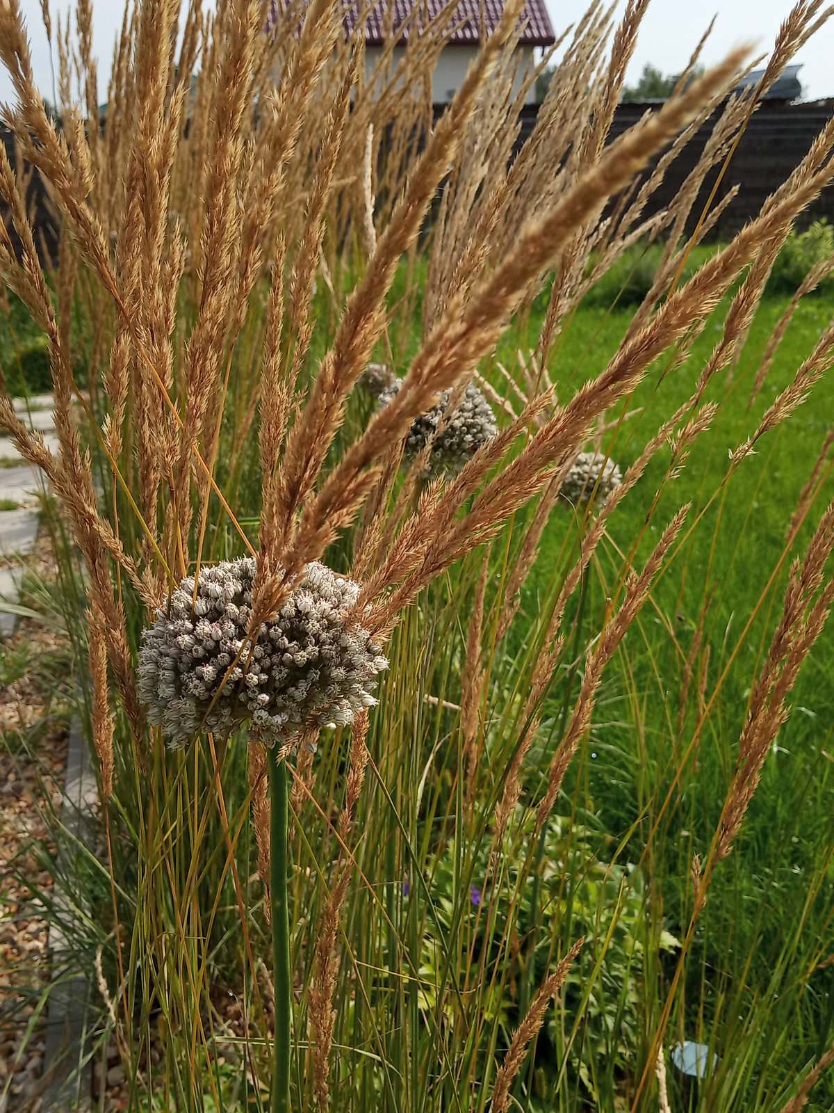 Зелёная комната