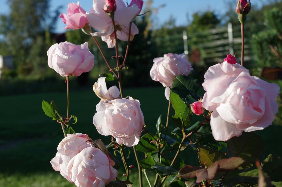 СНЫ О ЧЕМ_ТО БОЛЬШЕМ...