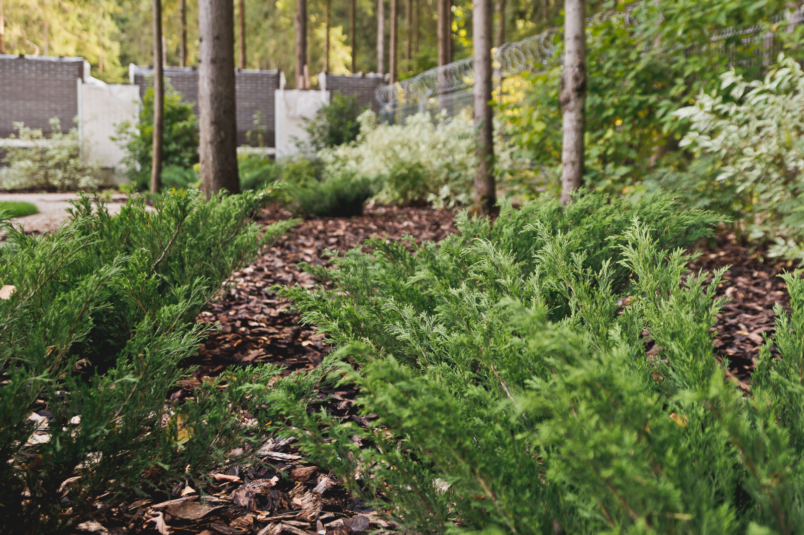 Сад на краю леса