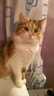 Анатолий Орловский