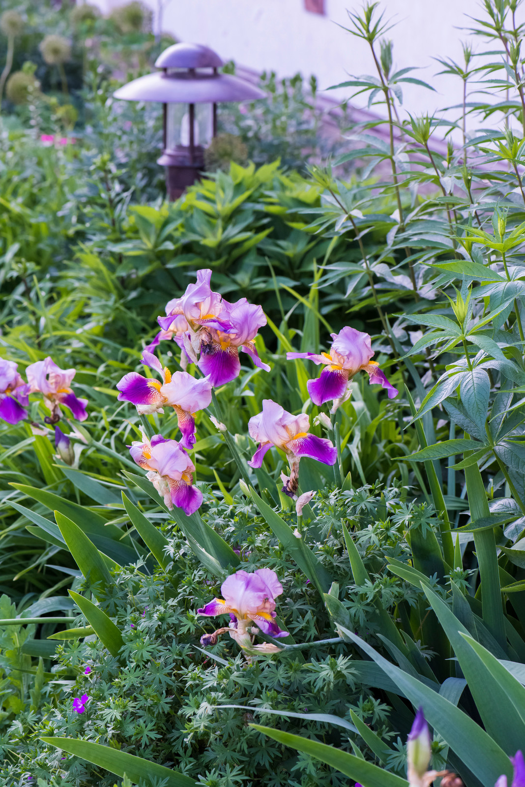 Маленький сад в пригороде