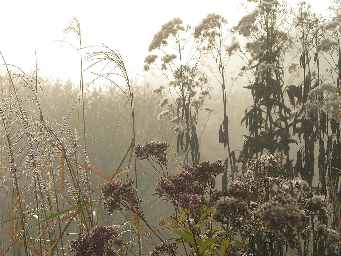 Houzz Белоруссия: Сад в тумане