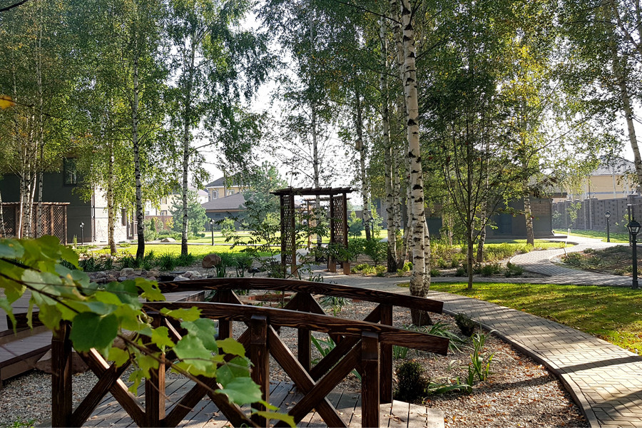 Пруд и берёзы