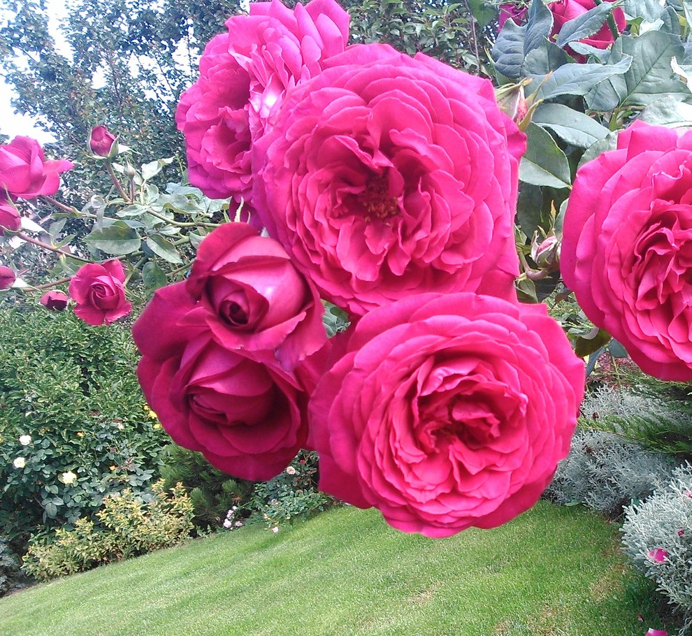 Ландшафт в пейзажном стиле с плавательным прудом 12 соток