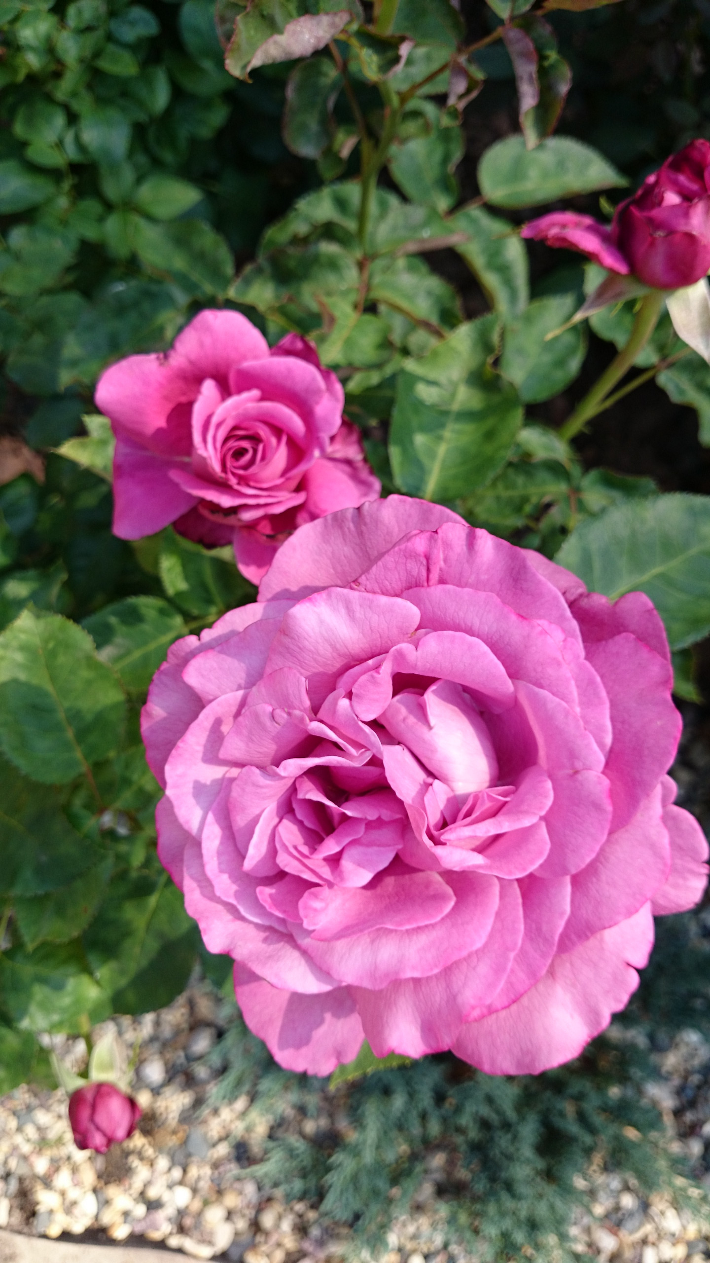 Что посадить: Сухоцветы для букетов и цветника