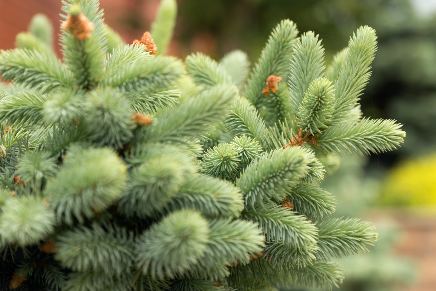 Новая Рига, Москва