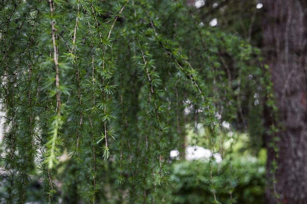 В гостях: Сад в идеальной форме... круга