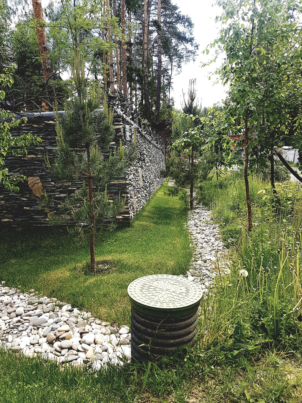 Обложка проекта: Планировка участка и посадка Елей