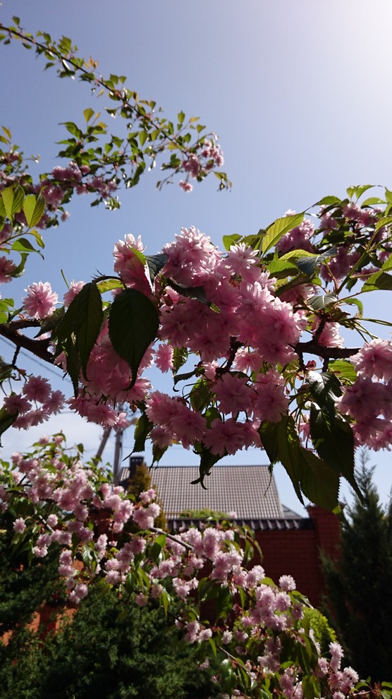 Оазис среди каменных джунглей