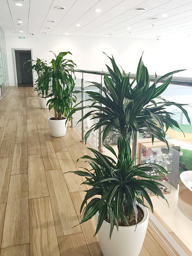 Обложка проекта: Озеленение автосалона Toyota г. Хабаровск