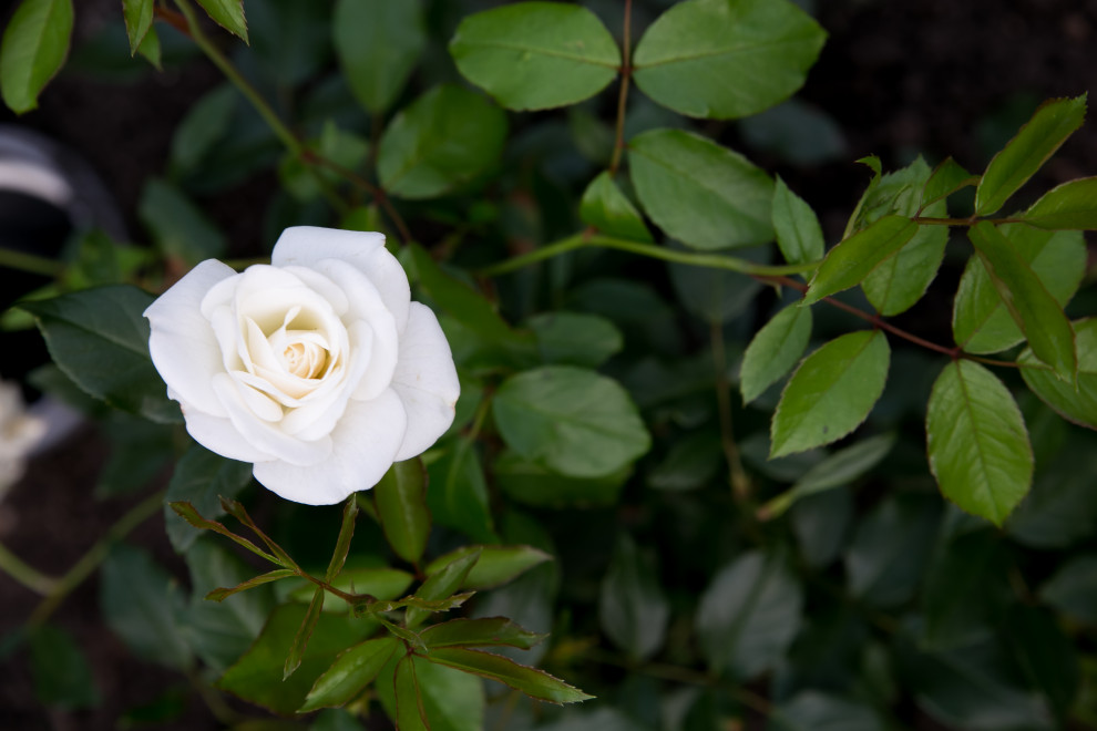 Портреты растений