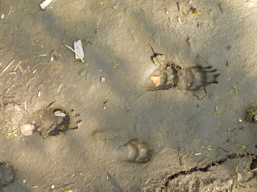 Вопрос: Как «оторвать» детей от гаджетов, пока вы на даче