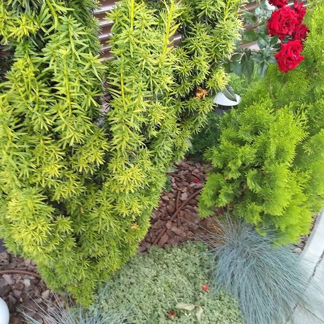 Обложка проекта: Дизайн маленького участка