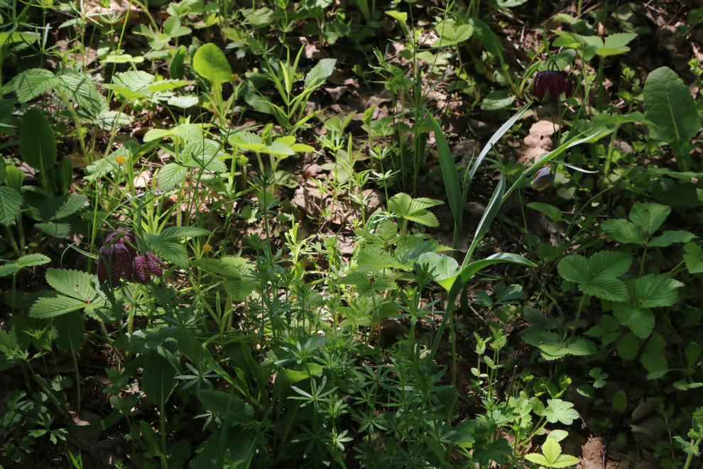 Бельгийка 02