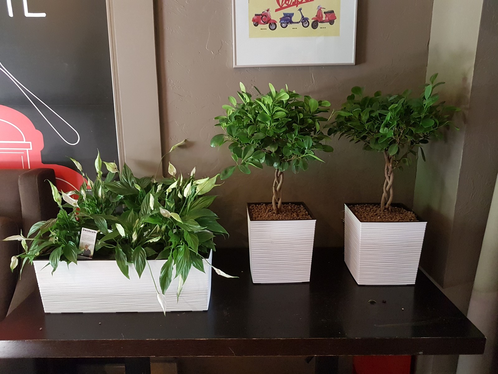 Фитодизайн. Все растения из садового центра "ЮНАМАКС"