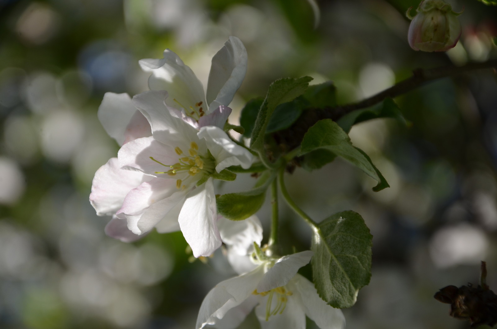 Садовый участок