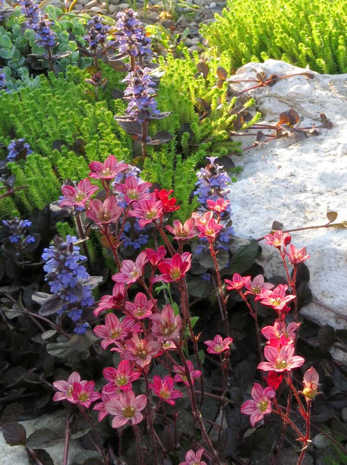 ТЕПЛЫШКО МОЕ. ВЕСНА.