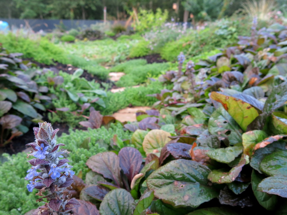 ЯГОДНОЕ ЛУКОШКО (РАСТВОРИВШИСЬ В РАДУГЕ). СЕЗОН 2016. УТРО