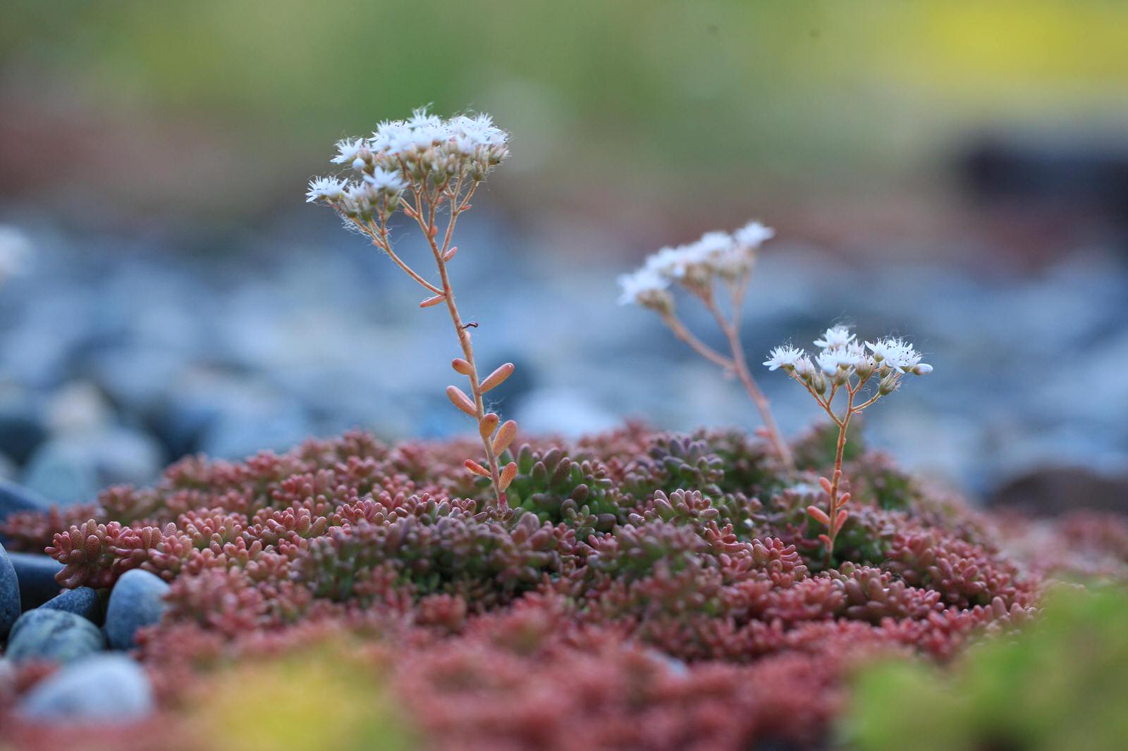 Сад на крыше