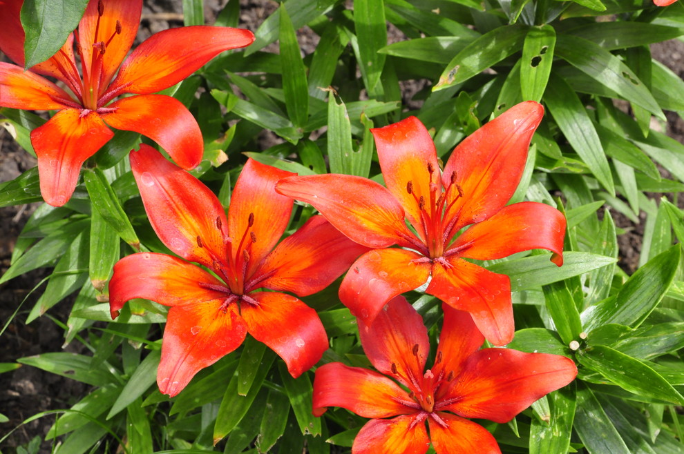 кп "Успенские дачи" - Уход за садом - 100% качество!