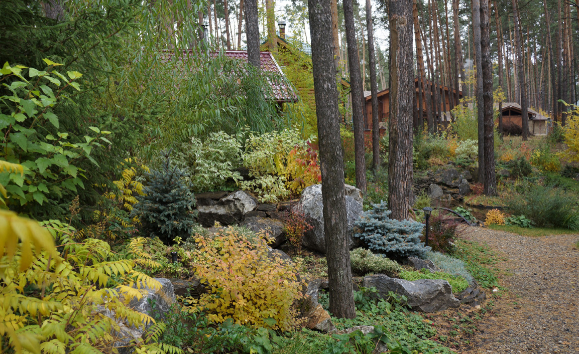 Лесной пейзаж