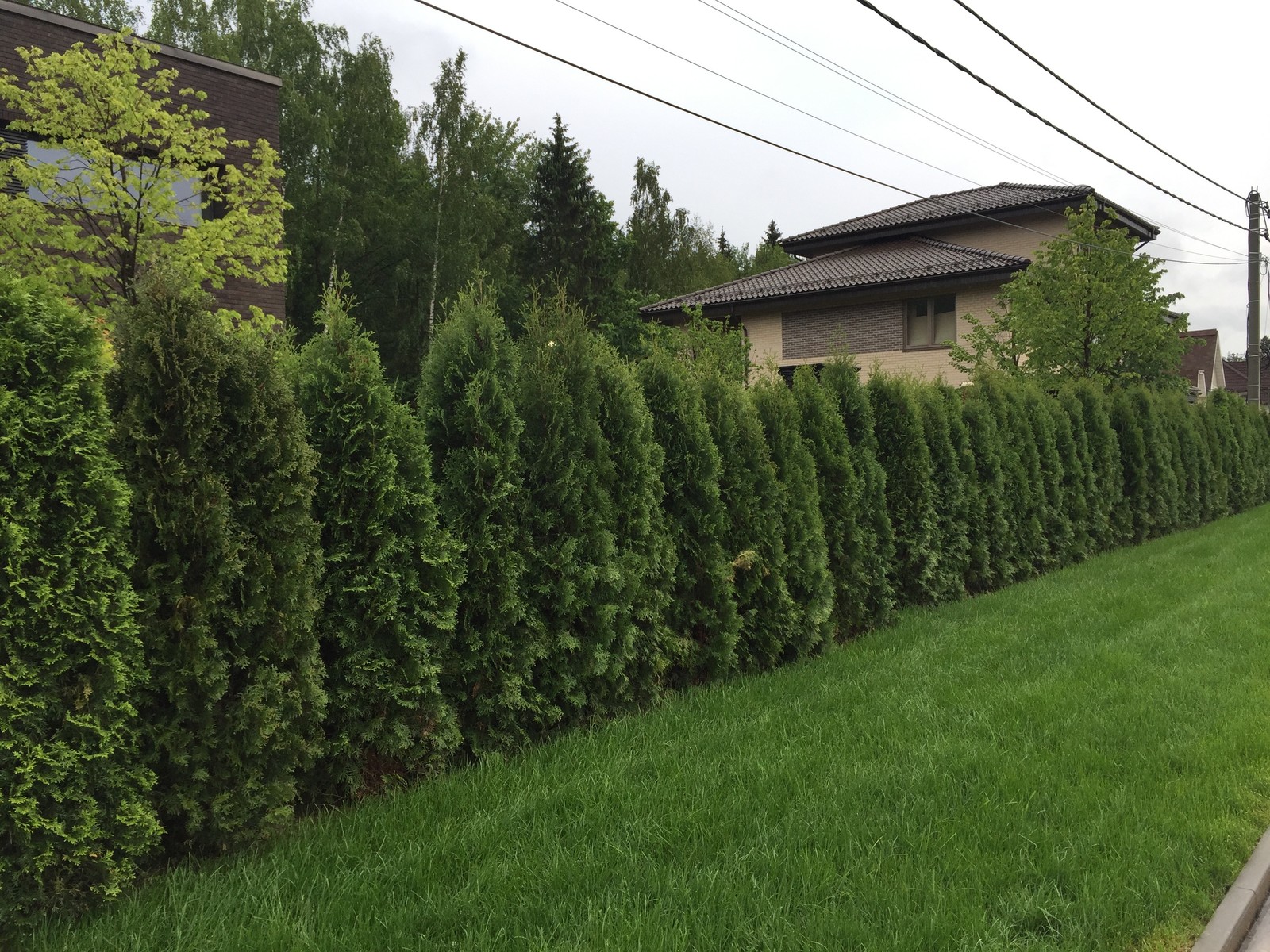 Обложка альбома: Сад