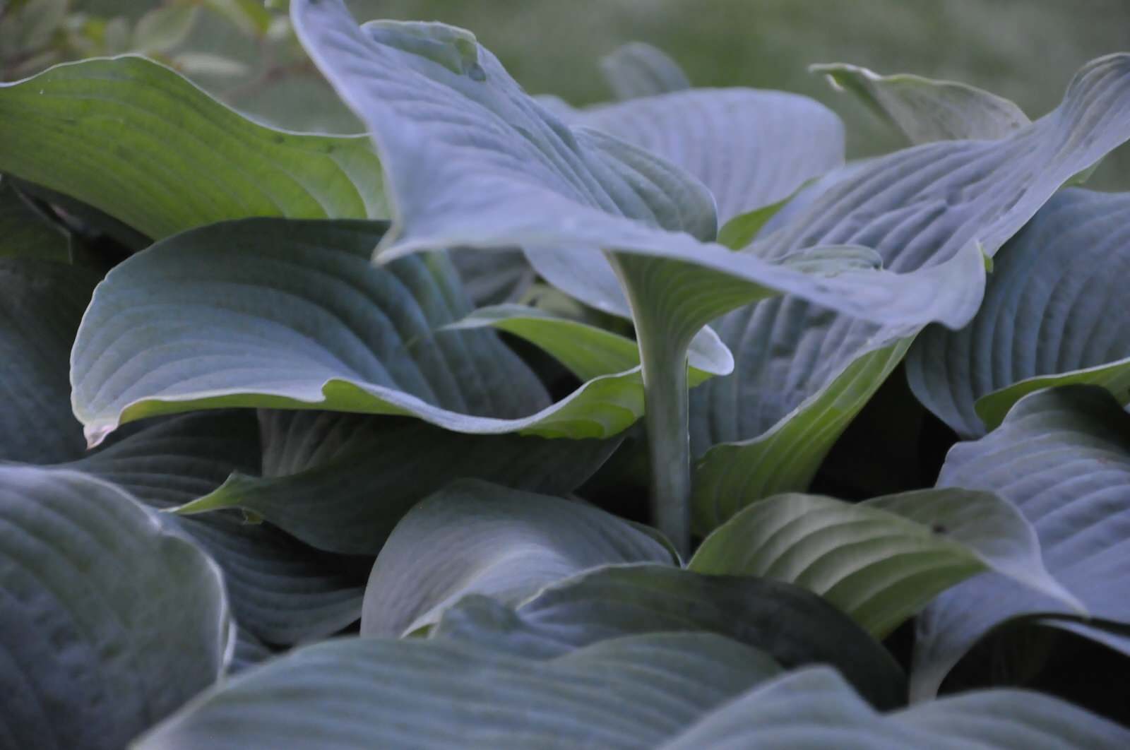 д. Громково - Уход за садом - 100% качество