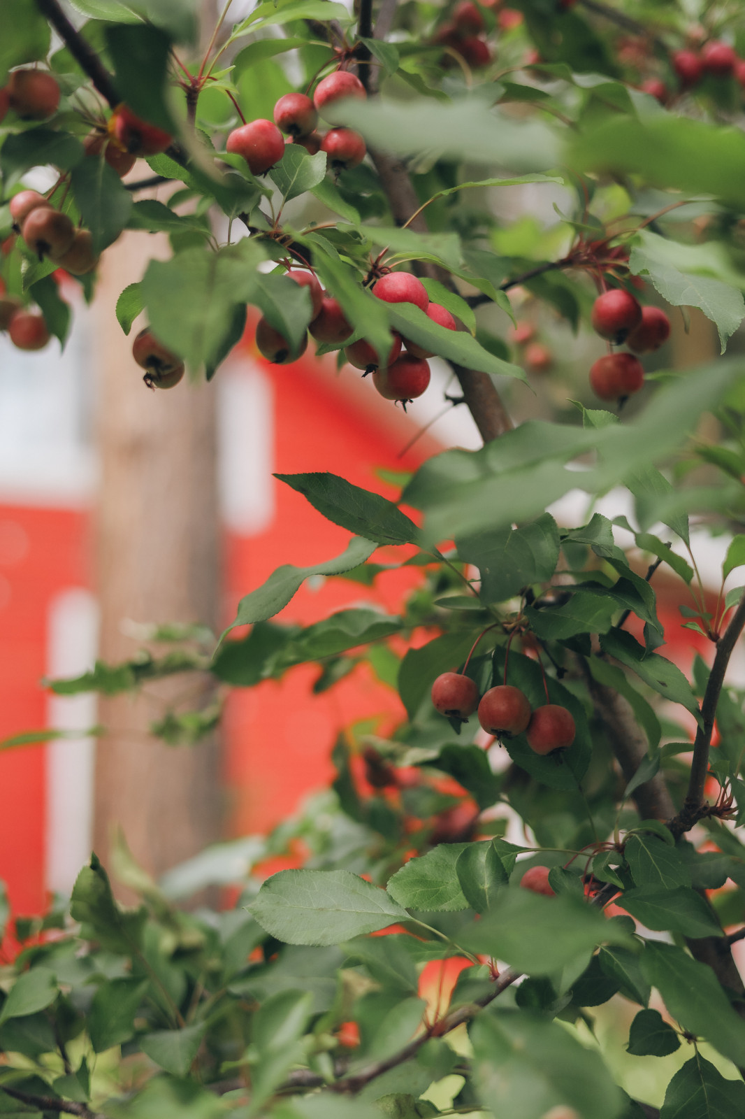 50 оттенков красного