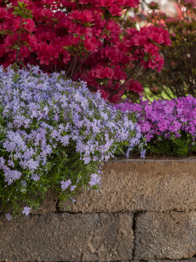 Как правильно: Сочетать растения по цвету на клумбе